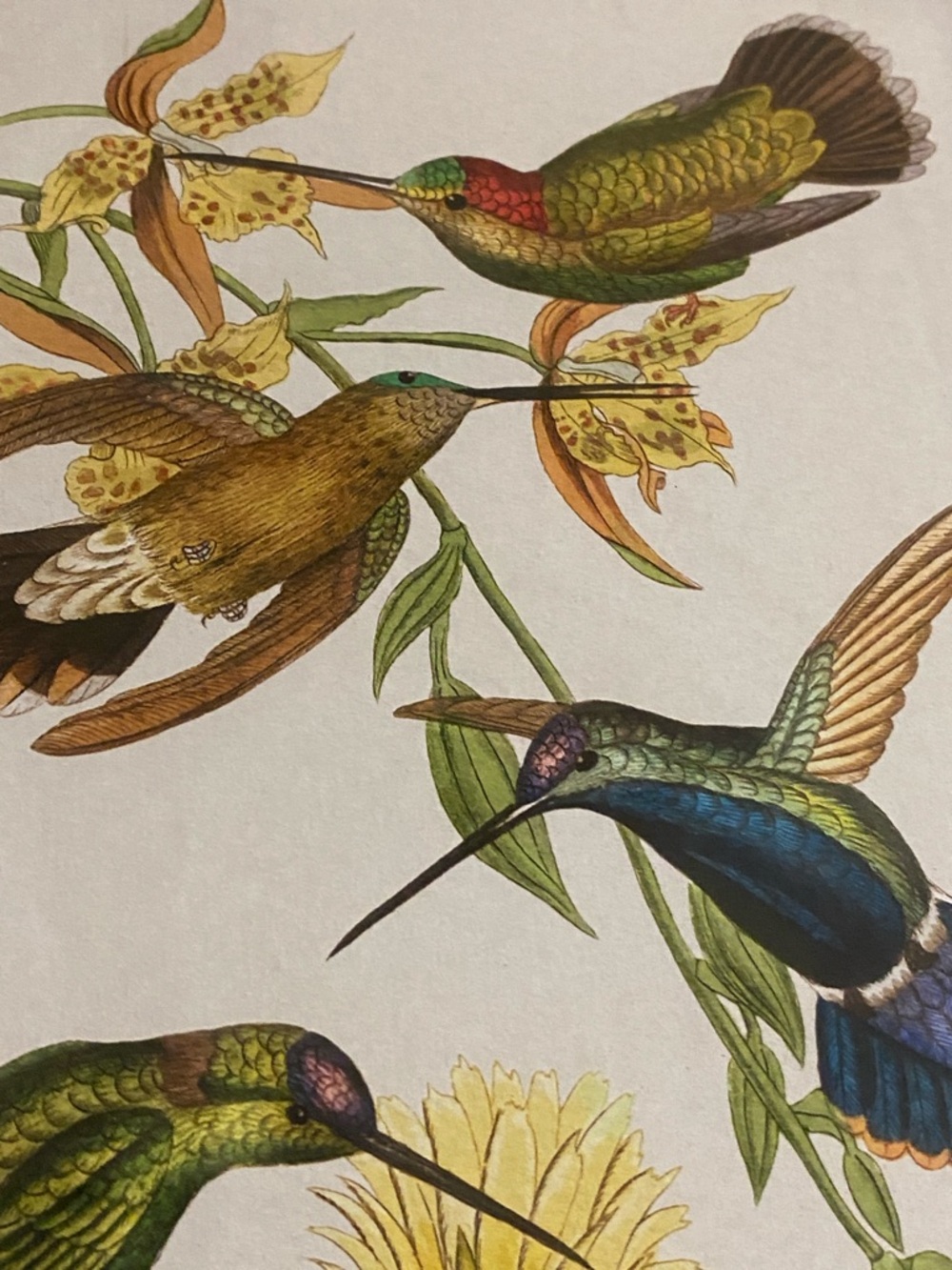 Framed Hummingbird Botanical Art Print - Gold Frame